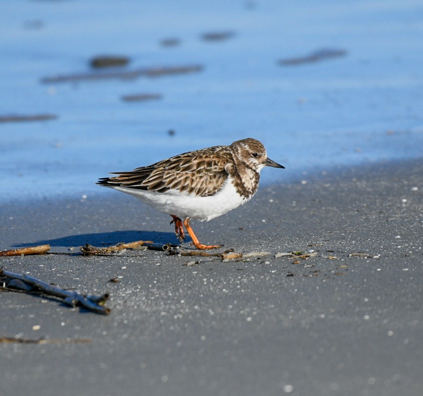 Vuelvepiedras Común - ML650921995