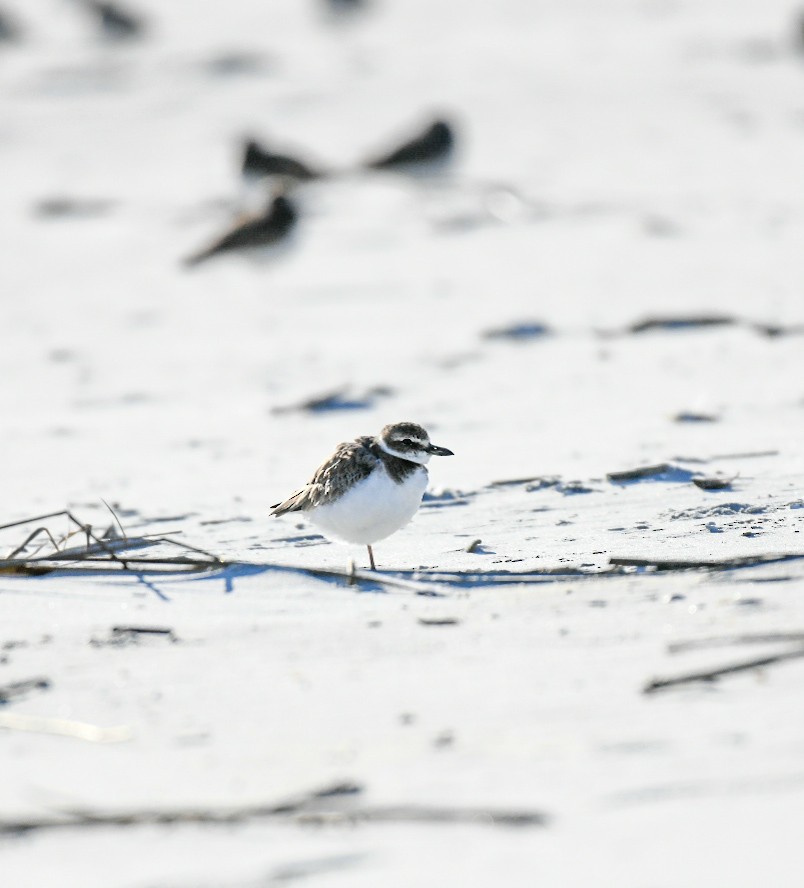 Chorlitejo Piquigrueso - ML650922003