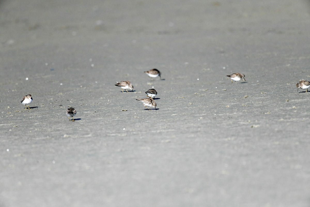 Correlimos Menudillo - ML650922048