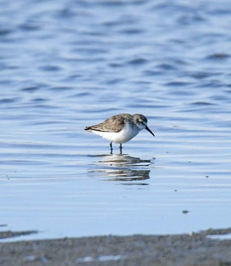 Correlimos de Alaska - ML650922067