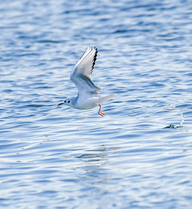 Gaviota de Bonaparte - ML650922074