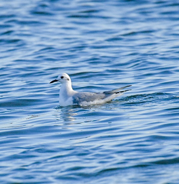 Gaviota de Bonaparte - ML650922075