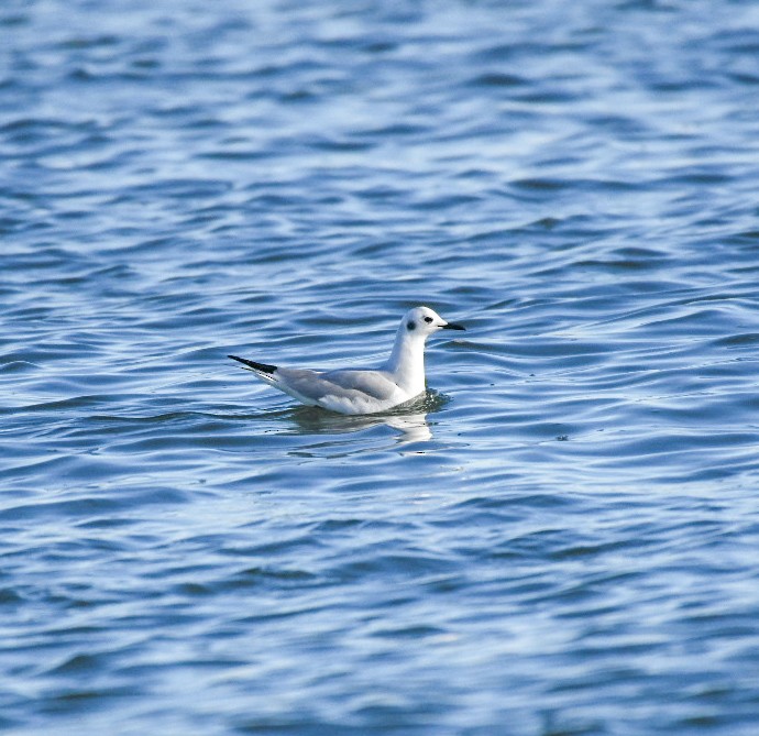 Gaviota de Bonaparte - ML650922076