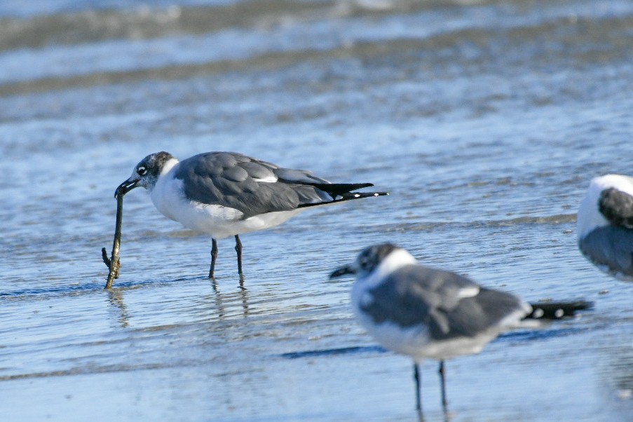 Gaviota Guanaguanare - ML650922091