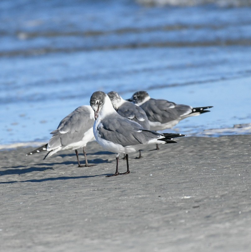 Gaviota Guanaguanare - ML650922092