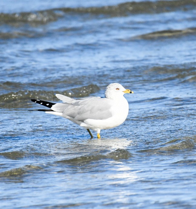 Gaviota de Delaware - ML650922125