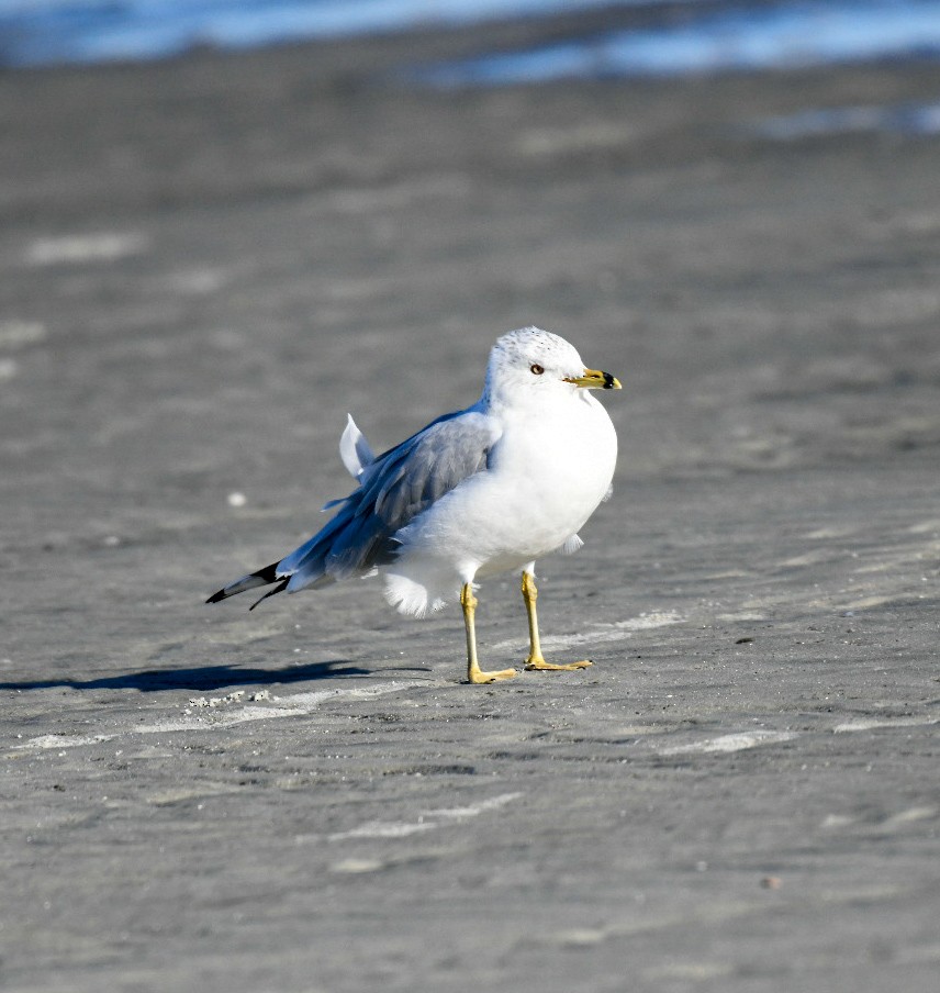 Gaviota de Delaware - ML650922126