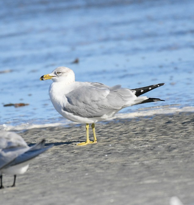 Gaviota de Delaware - ML650922127