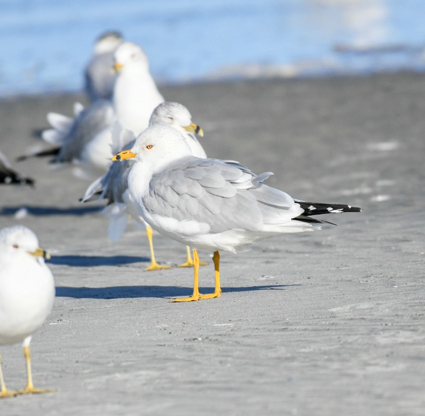 Gaviota de Delaware - ML650922129