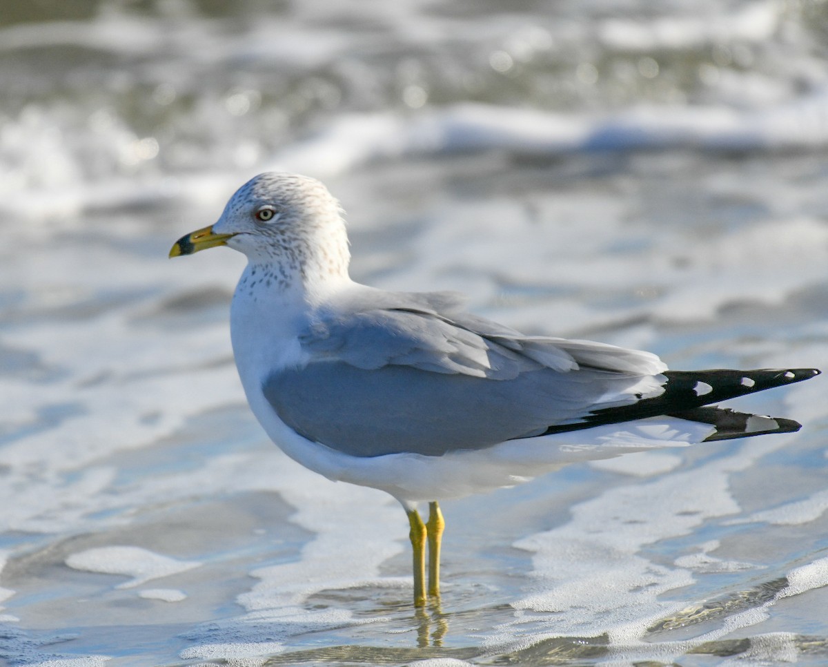 Gaviota de Delaware - ML650922130
