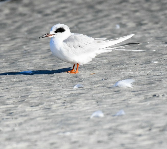 Charrán de Forster - ML650922146