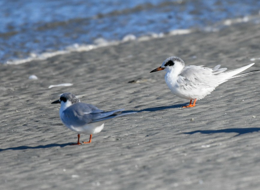 Charrán de Forster - ML650922147