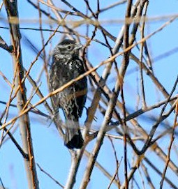 Sargento Alirrojo - ML650922172