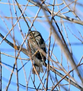 Sargento Alirrojo - ML650922173