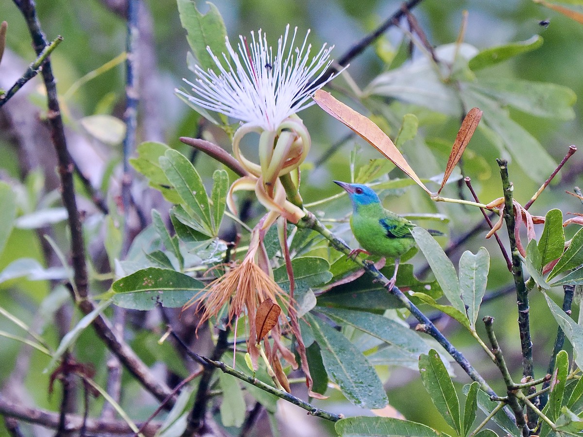 ヒワミツドリ - ML650922196