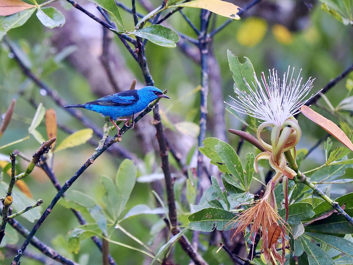 ヒワミツドリ - ML650922207