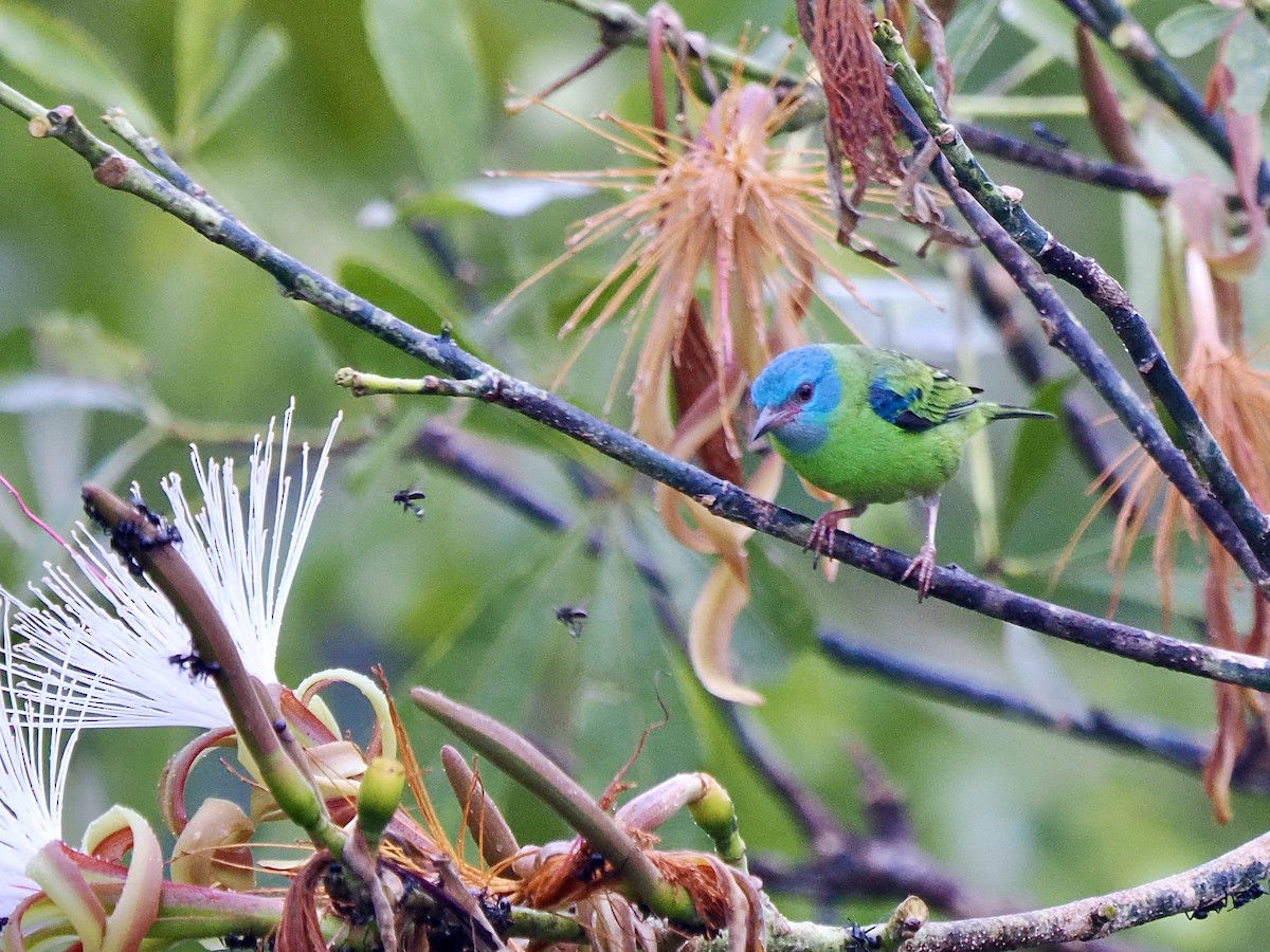 ヒワミツドリ - ML650922256