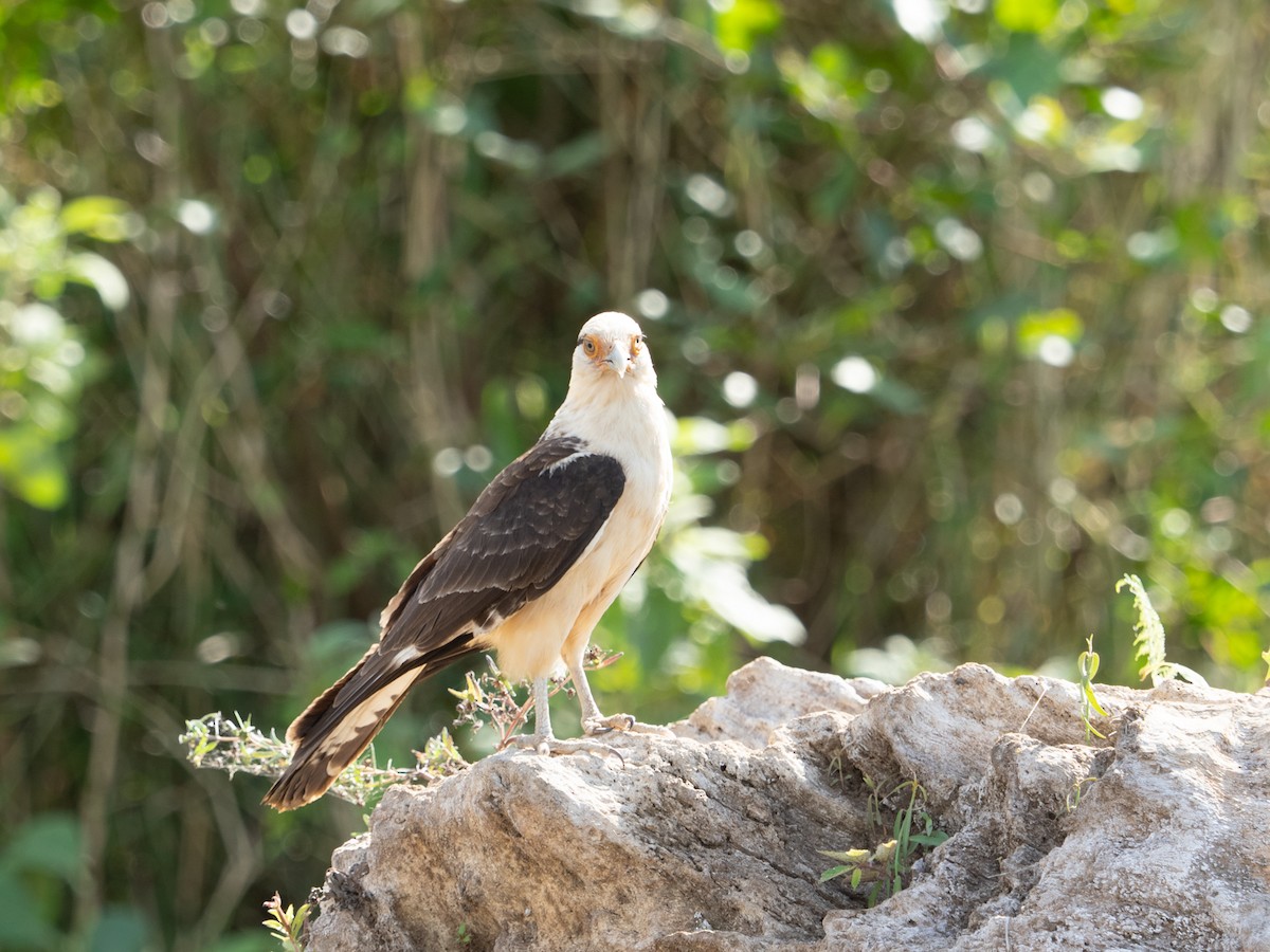 Sarı Başlı Karakara - ML650922292