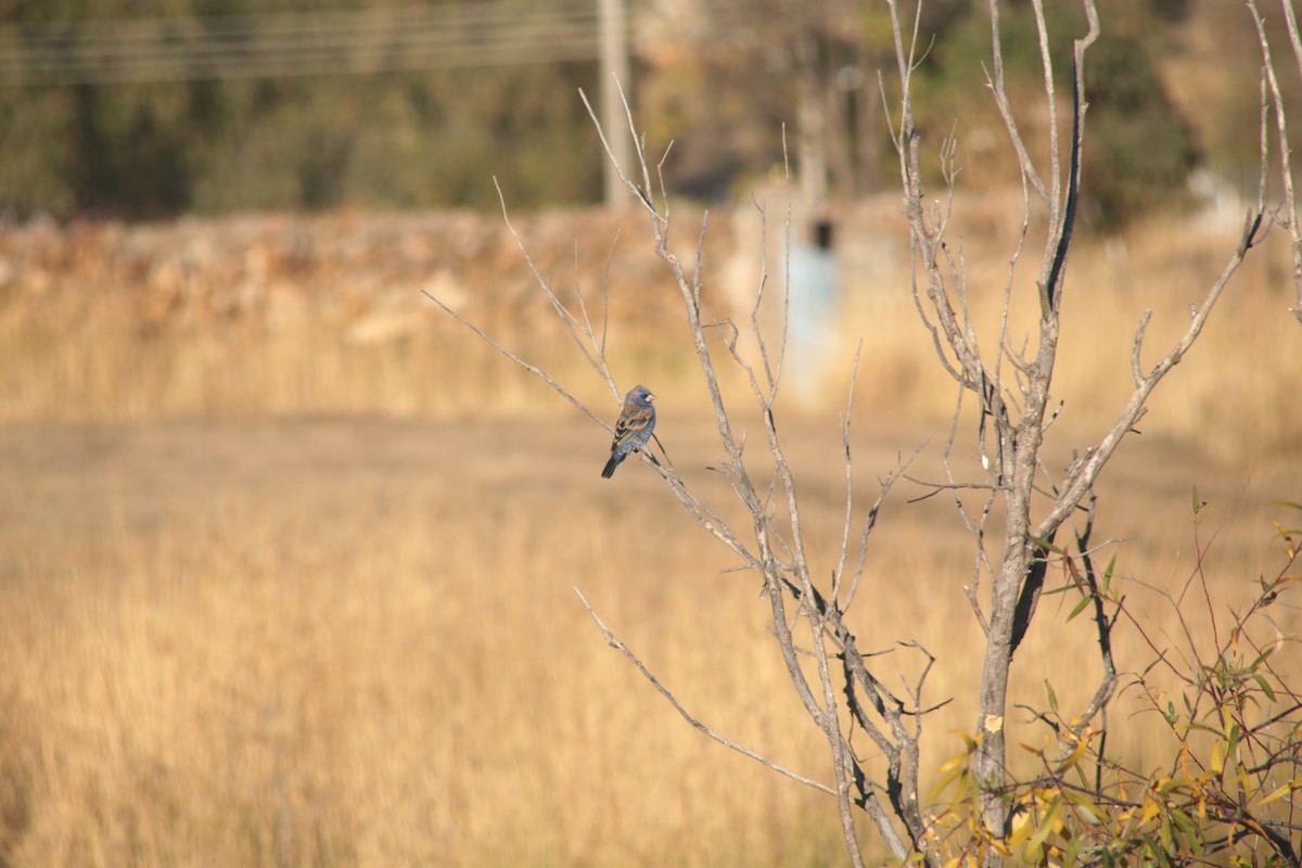Blue Grosbeak - ML650922293