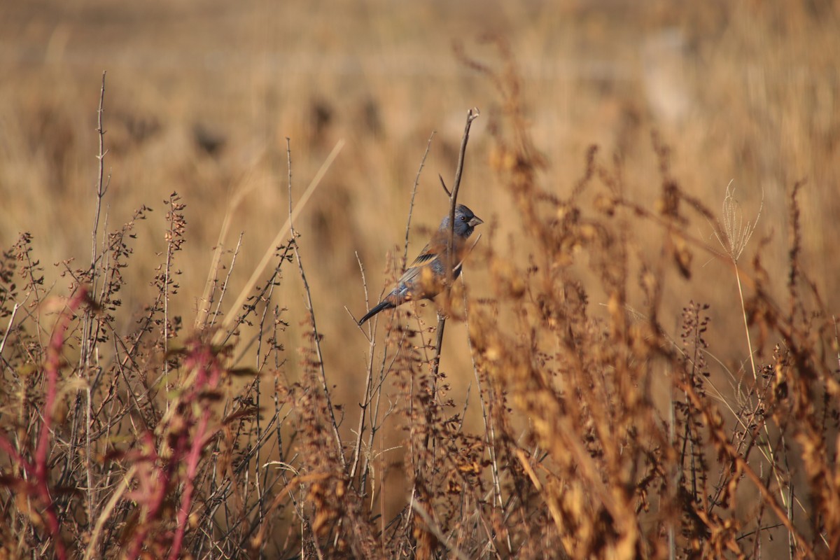 Blue Grosbeak - ML650922294