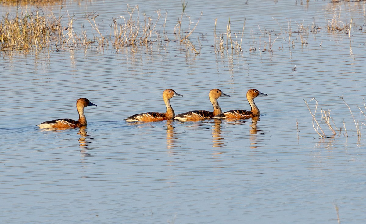 Fulvous Whistling-Duck - ML650922330