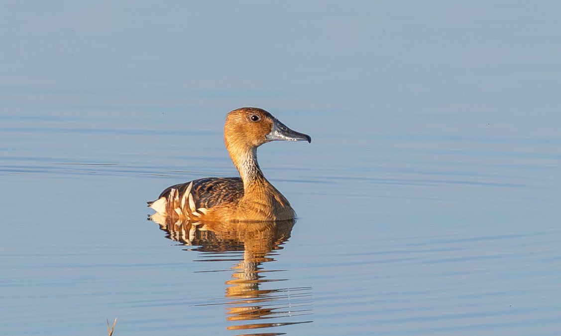 Fulvous Whistling-Duck - ML650922331