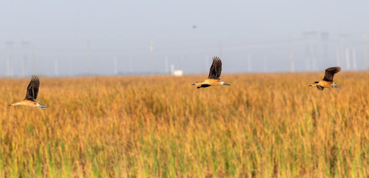 Fulvous Whistling-Duck - ML650922339