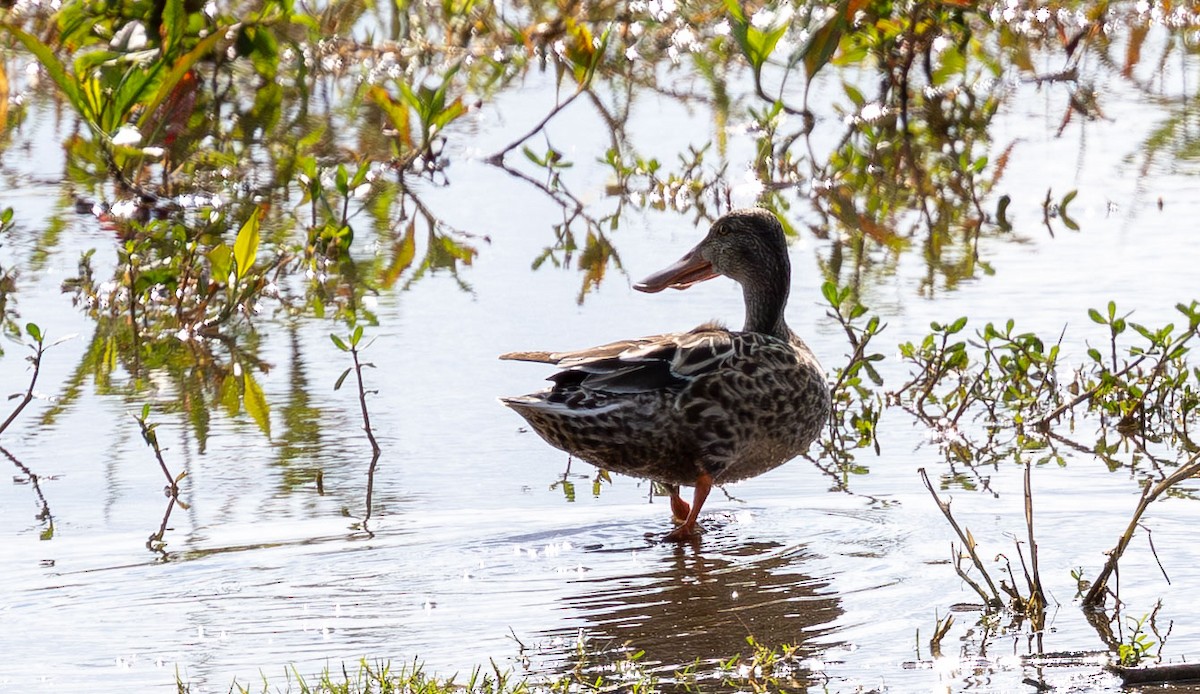 Northern Shoveler - ML650922365