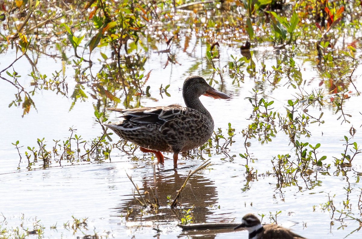 Northern Shoveler - ML650922366