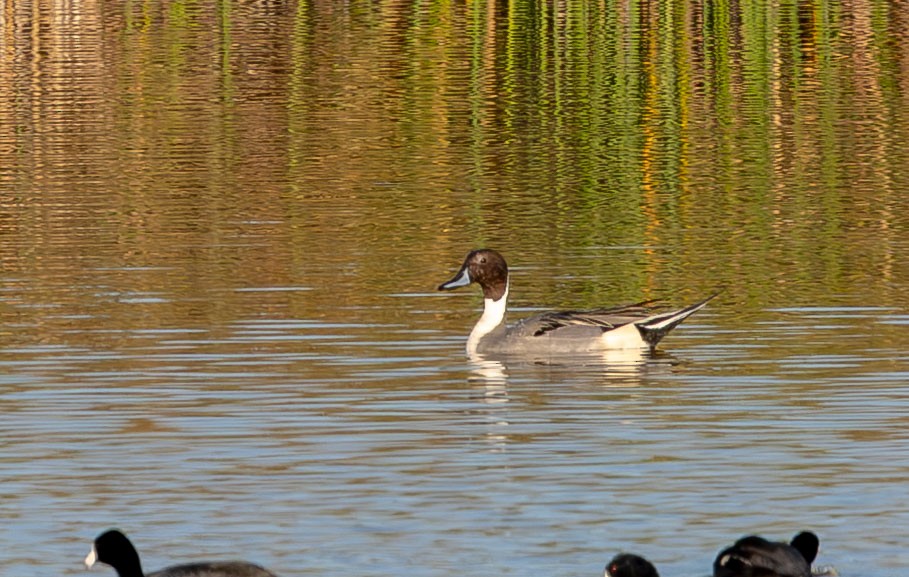 Northern Pintail - ML650922405