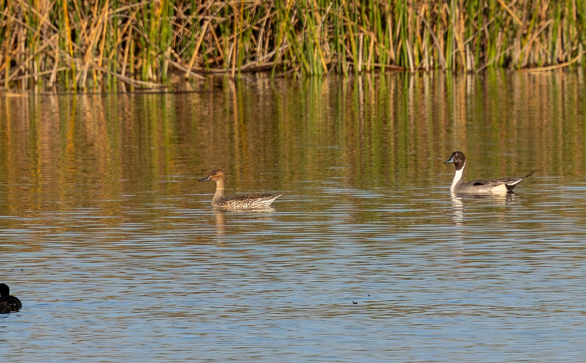 Northern Pintail - ML650922406