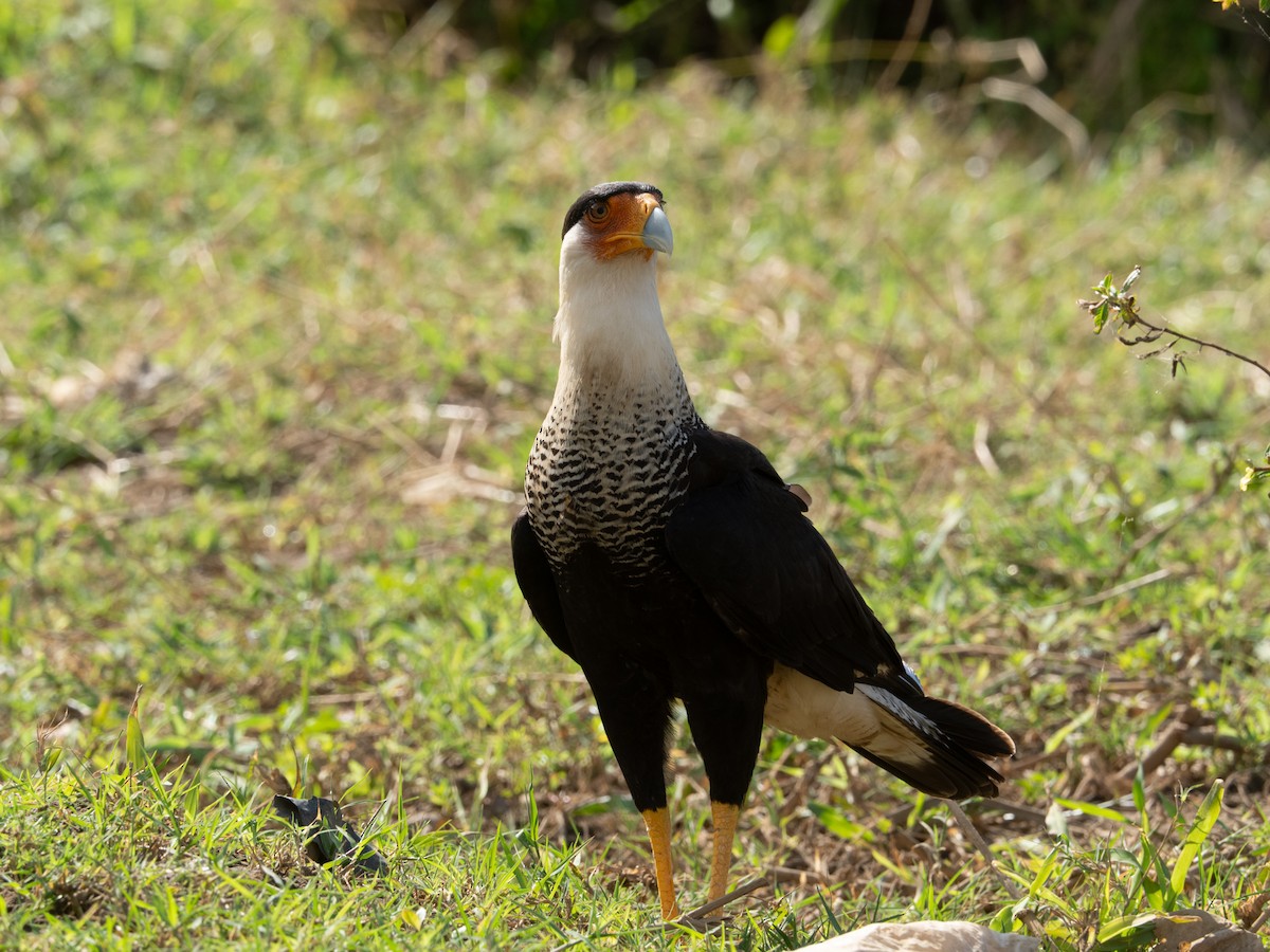 Tepeli Karakara - ML650922410