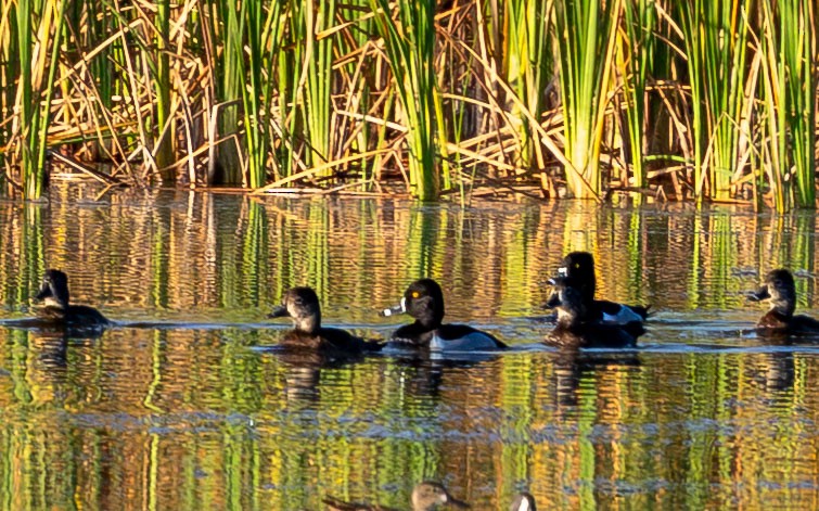 Ring-necked Duck - ML650922414