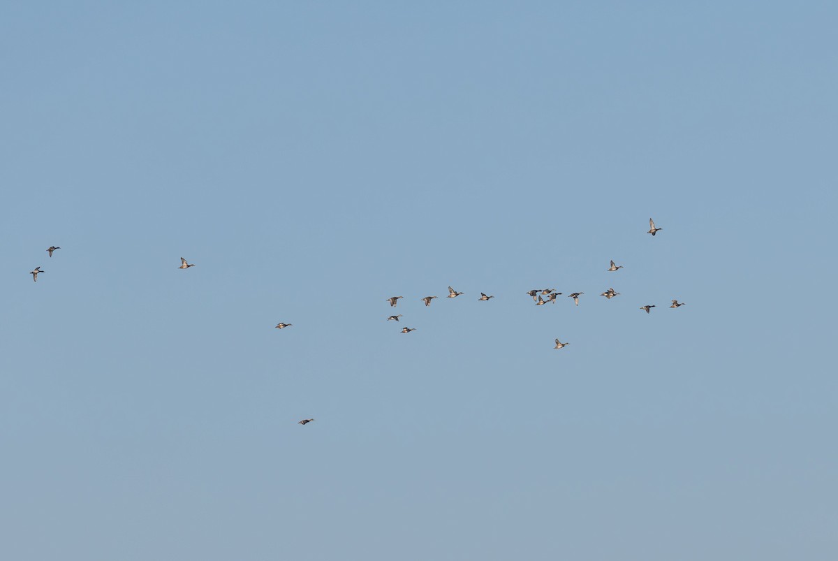 Ring-necked Duck - ML650922418