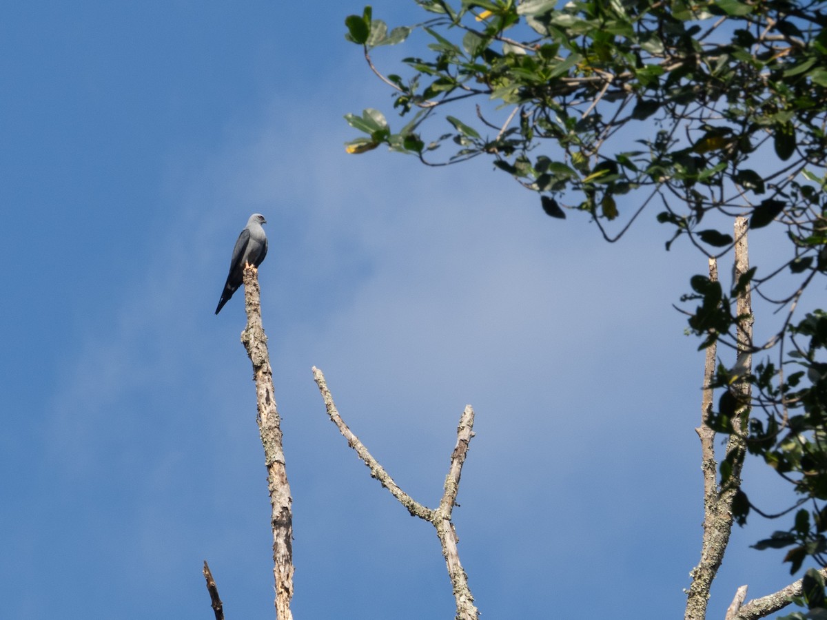 Kurşuni Çaylak - ML650922501