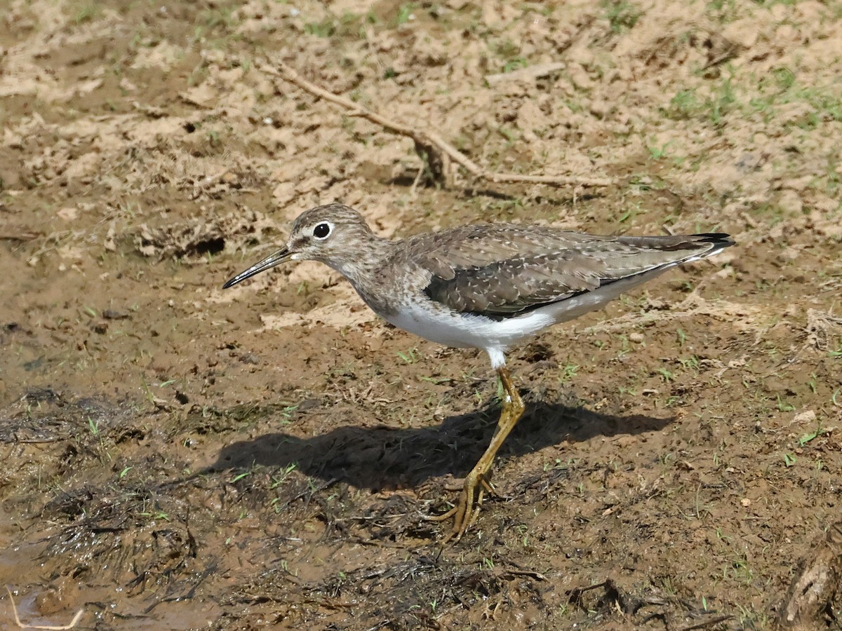 Solitary Sandpiper - ML650922538