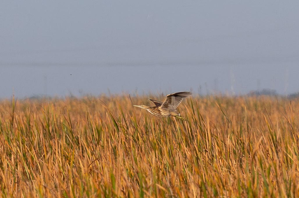American Bittern - ML650922540