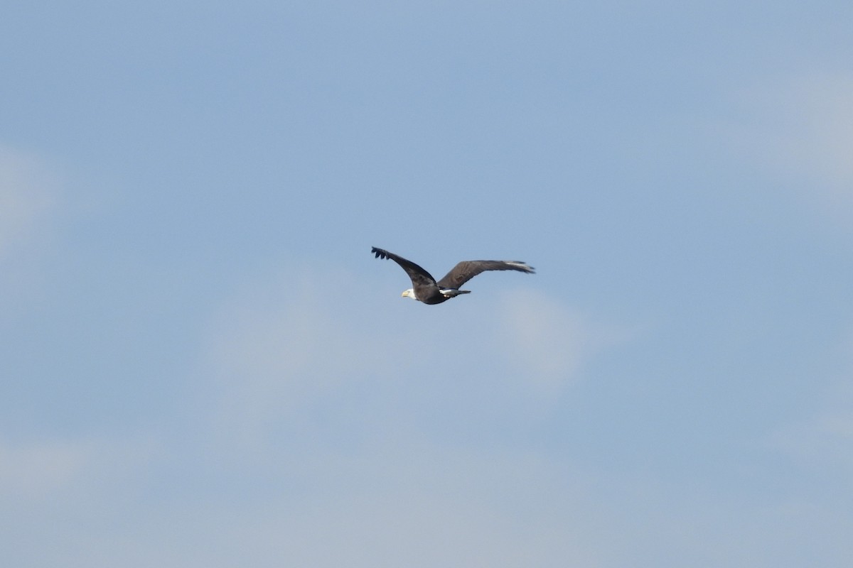 Itsas arrano buruzuria - ML650922713