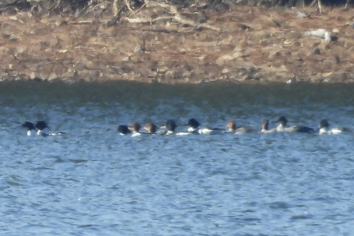 Zerra ertaina - ML650922883