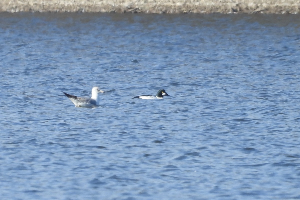 Murgilari urrebegia - ML650922903