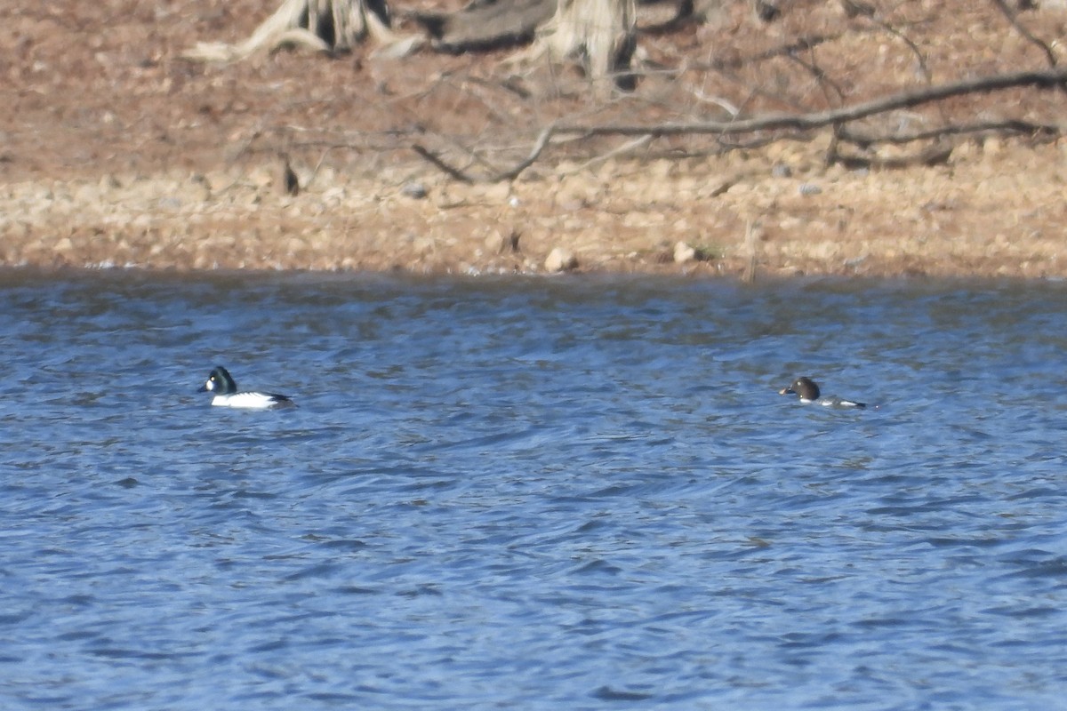 Murgilari urrebegia - ML650922921