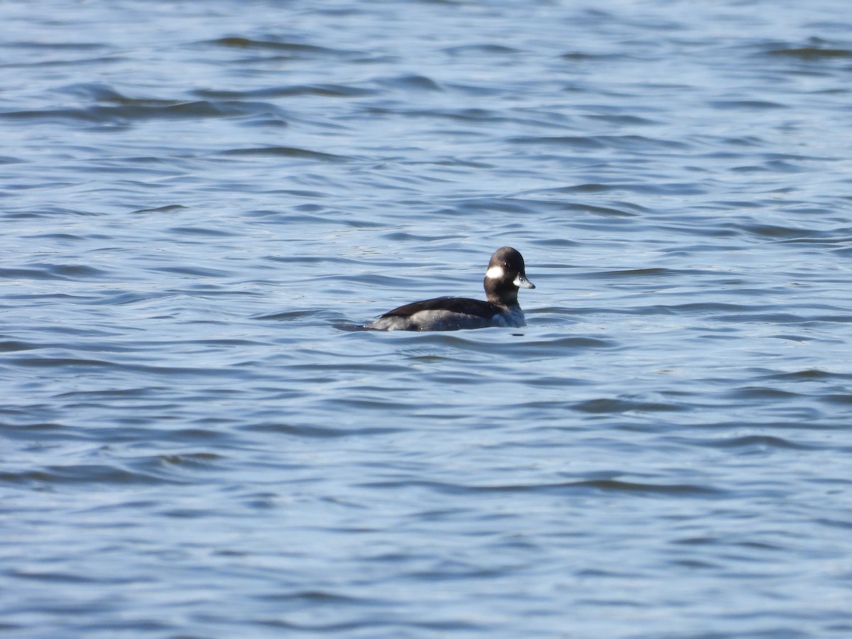 Murgilari buruzuria - ML650922957