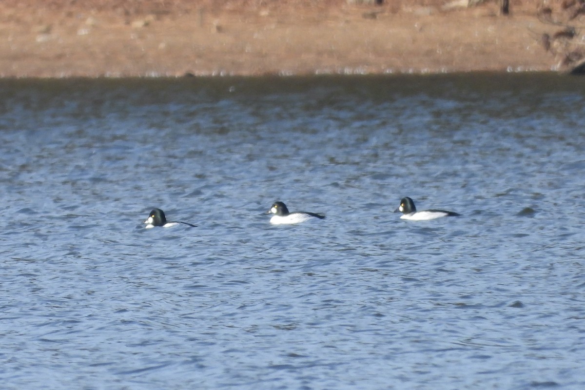 Murgilari urrebegia - ML650922996