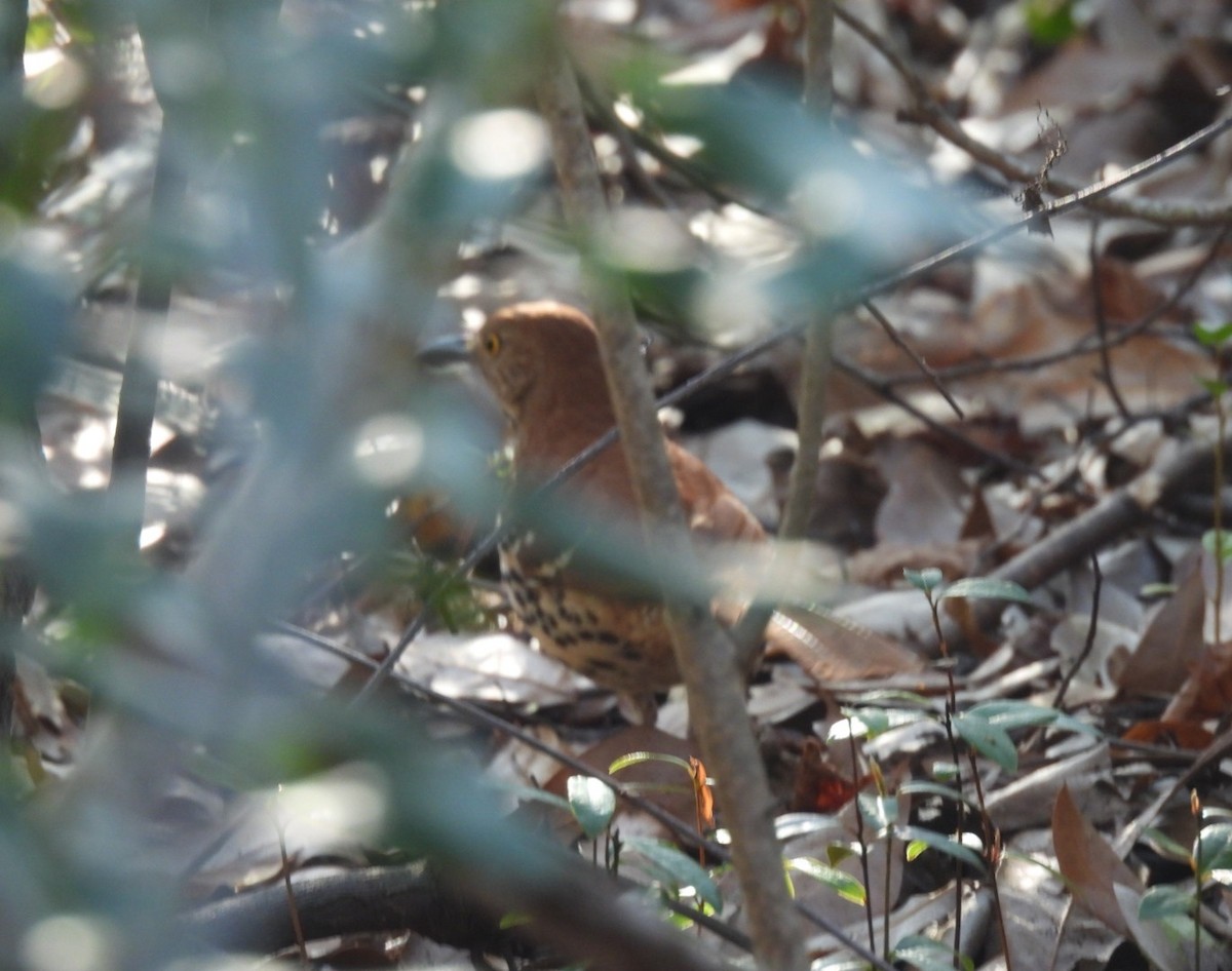 Brown Thrasher - ML650923056