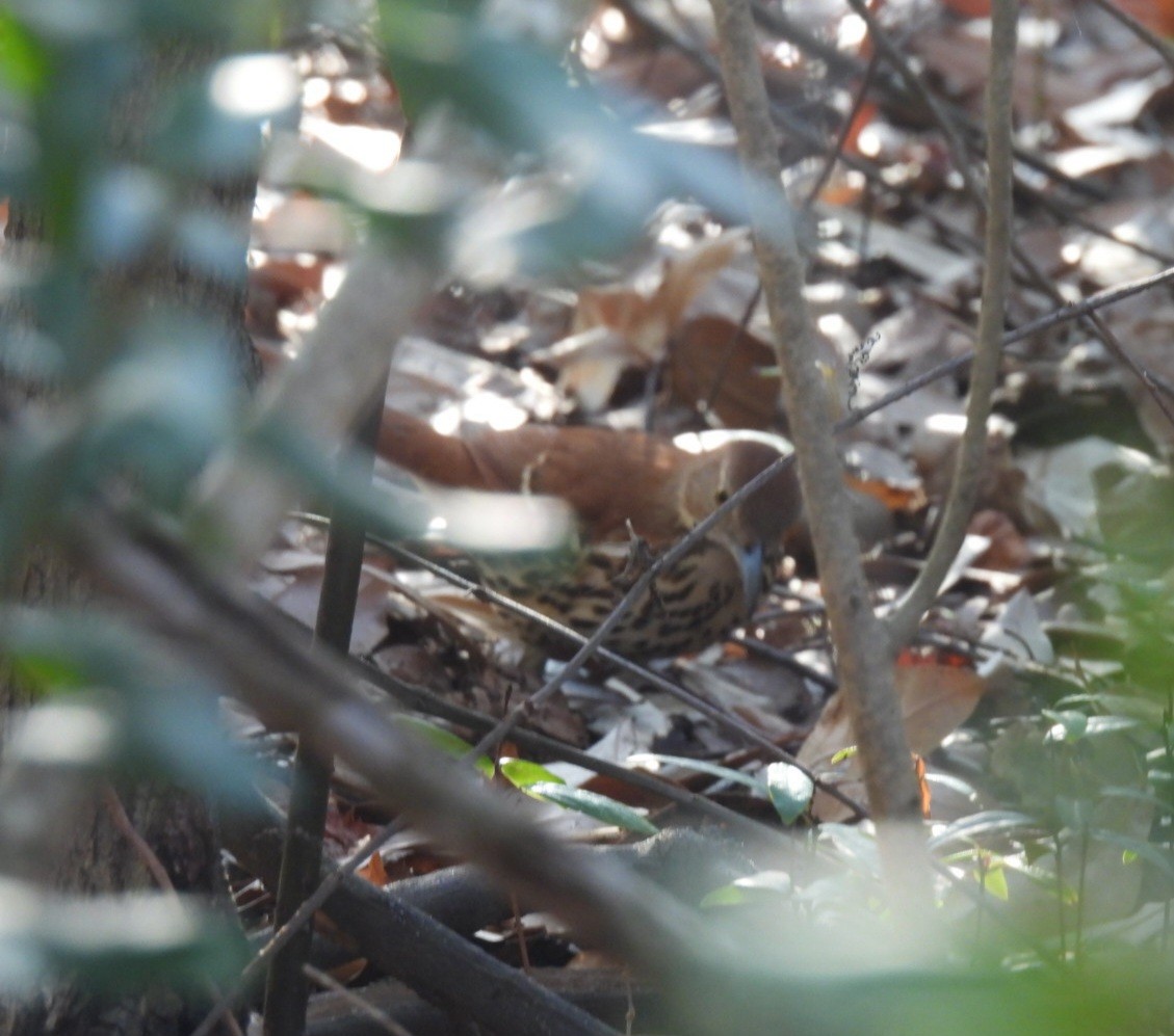 Brown Thrasher - ML650923057
