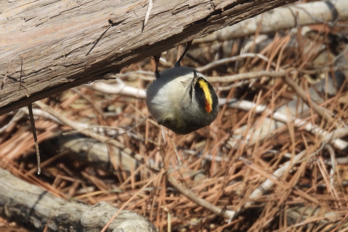 Erregetxo amerikarra - ML650923062