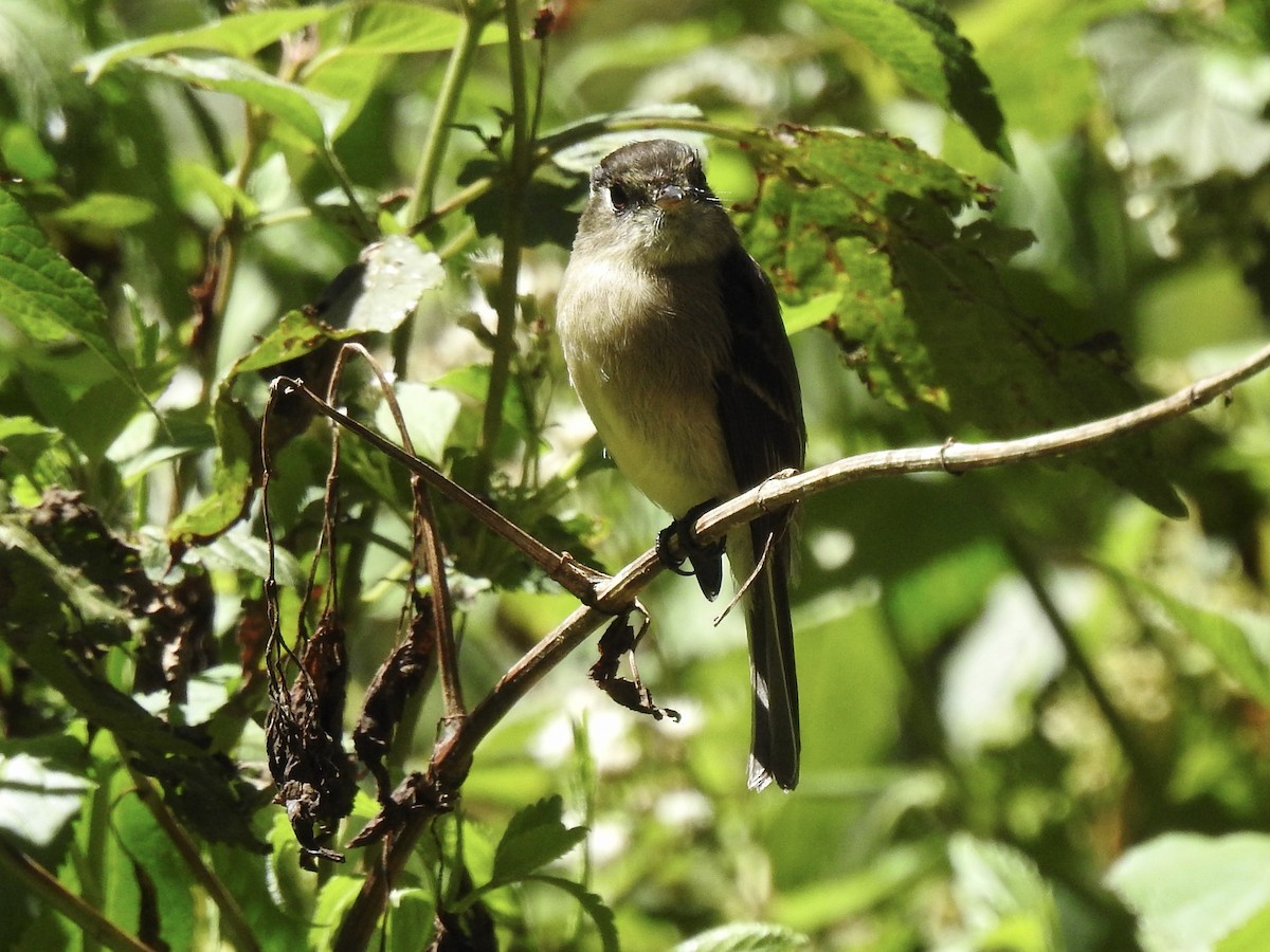 Black-capped Flycatcher - ML650923204