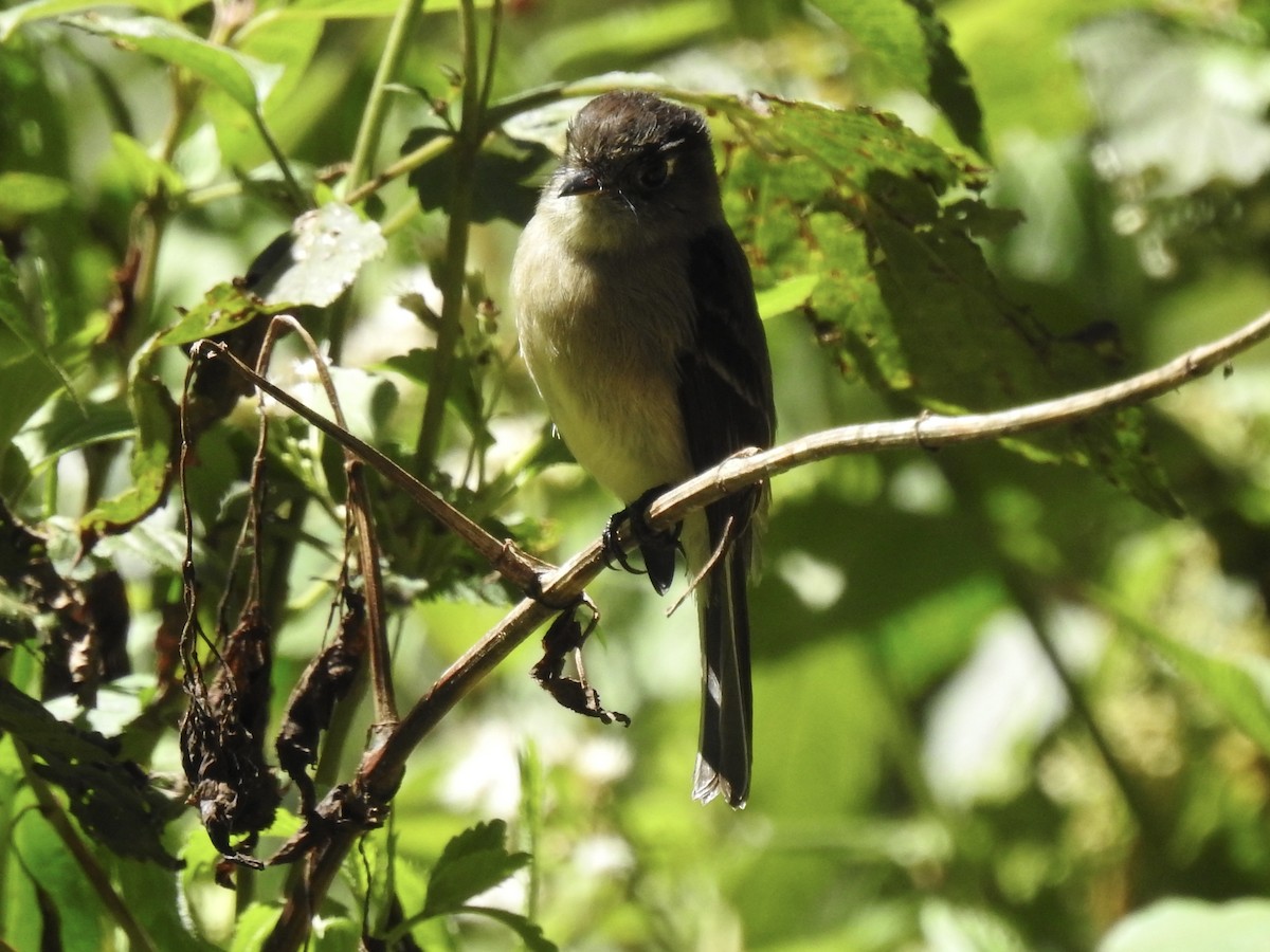 Black-capped Flycatcher - ML650923205