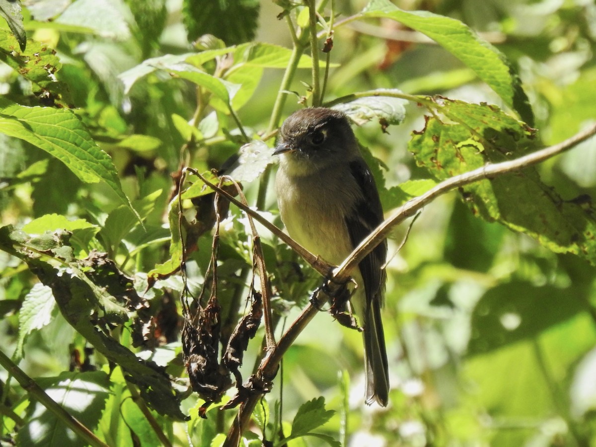 Black-capped Flycatcher - ML650923206