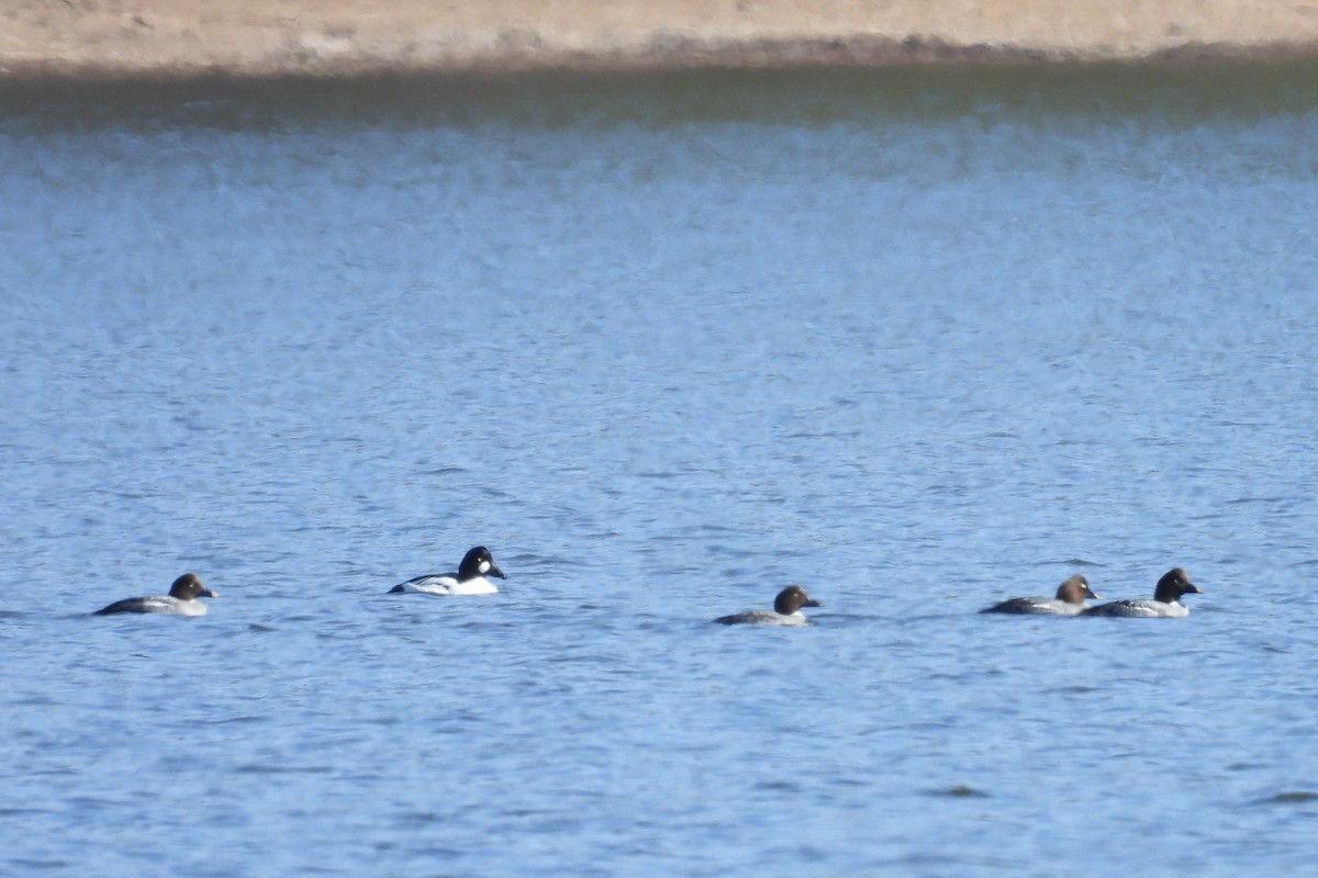 Murgilari urrebegia - ML650923277